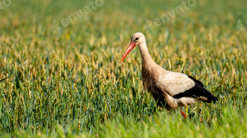 Preview: White Stork