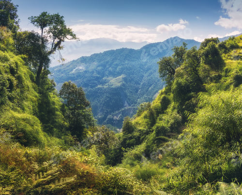 Preview: Tropical forest with green tress on the mountain