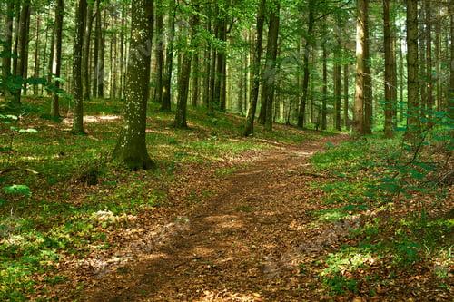 Preview: The forest in early spring