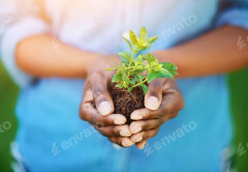Preview: Conserving the environment. Cropped shot of a person holding a plant growing in soil.