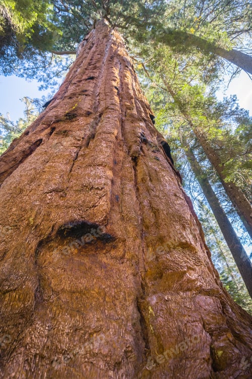 Preview: Looking up from the base of a Sequoia tree, Calaveras Big Trees State Park, California