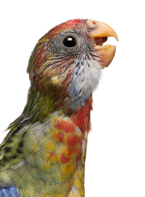 Preview: Eastern Rosella, Platycercus eximius, 5 weeks old, in front of white background