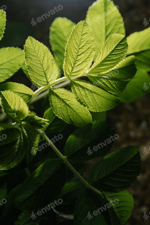 Preview: Rosa rugosa leaves close-up. Background for your text.