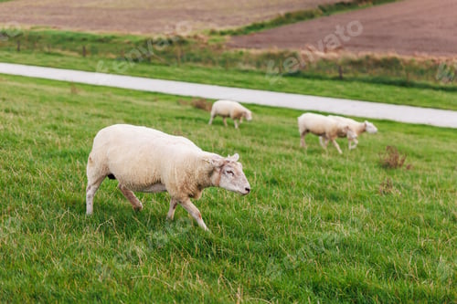 Preview: Many grazing sheep in herd scene on dyke lush green field pasture meadow grassland at North Sea
