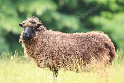 Preview: Close-Up of a Brown Sheep Standing in a Meadow on a Sunny Day