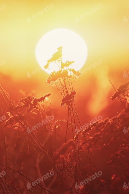 Preview: Grass Illuminated By Sun. Dusk Time. Dry Grass In Sunset Sunlight. Beautiful Plant On Sunrise Sky