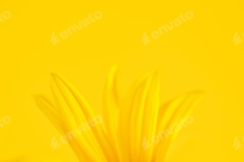 Preview: Yellow flower petals of topinambur on yellow background, top copy space, blurred yellow flower