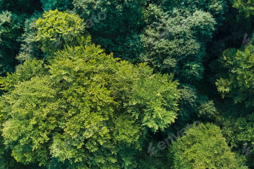 Preview: Top down flat aerial view of dark lush forest with green trees canopies in summer.