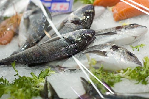 Preview: Showcase With Fish In A Store