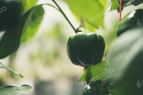 Preview: Green chili tree on in garden.