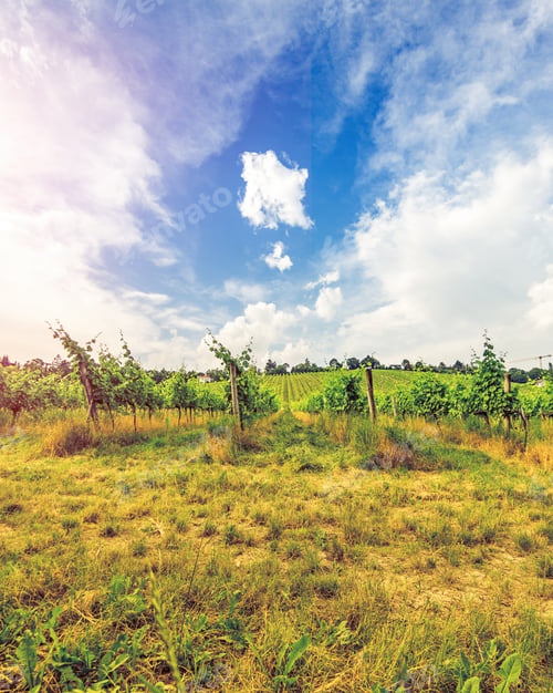 Preview: Rural landscape with hill with vineyards rows