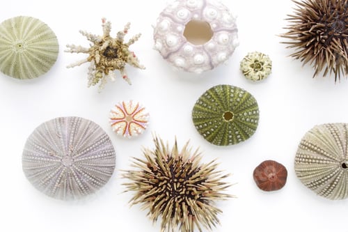 Preview: Sea urchin collection on white