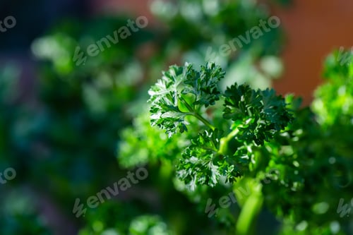 Preview: Curly parsley leaves closeup in the garden