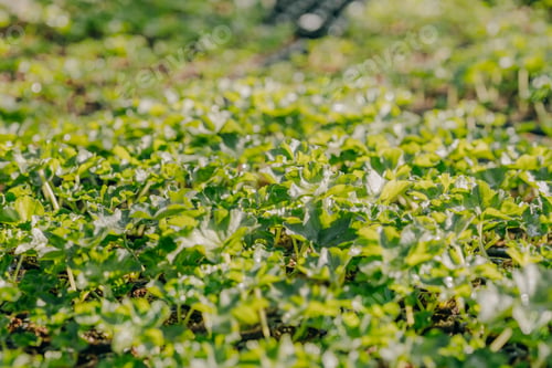 Preview: Close up of Flower and Vegetable Seedings in Greenhouse