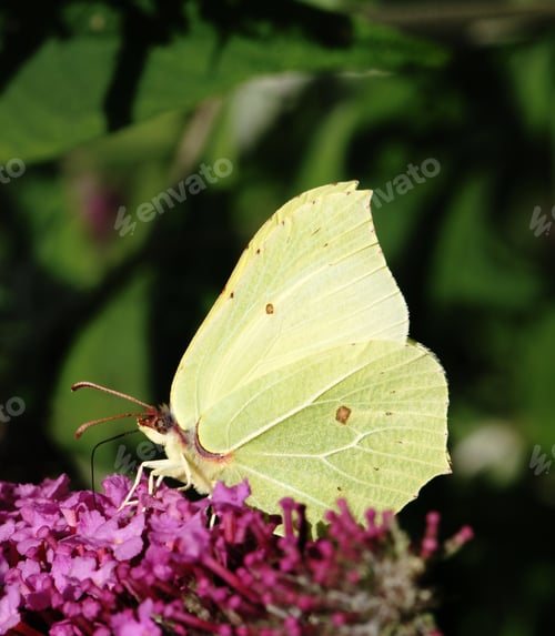 Preview: Butterfly