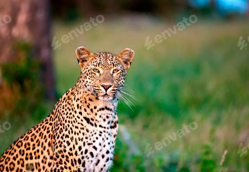Preview: A leopard, Panthera pardus, sits in green grass, alert, ears forward, yellow eyes, white whiskers,