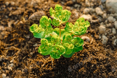 Preview: top view of young plant in ground.Ecology concept