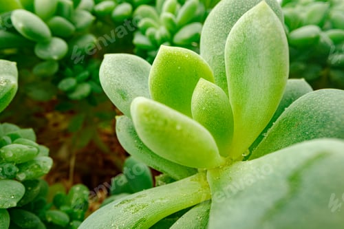 Preview: Background of succulent plant texture close up