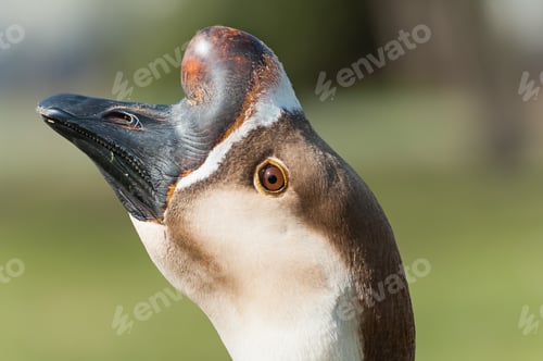 Vista previa: Retrato de cisne ganso. Anser cignoides. Ganso chino.