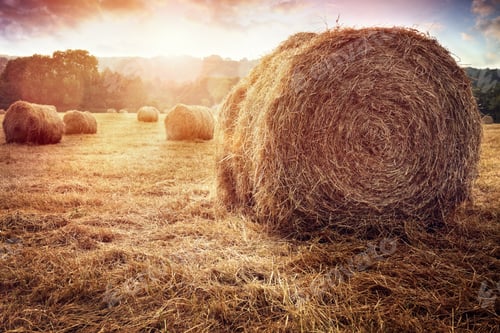 Preview: Hay bales in golden field at sunset