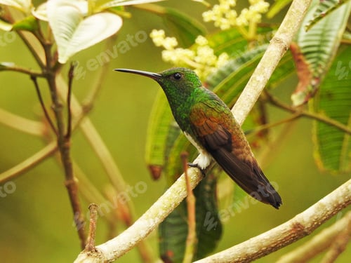 Preview: Wildlife wonders