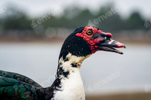 Preview: Selective focus shot of a black Muscovy duck head with red details