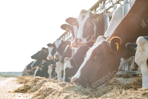 Preview: Cows standing in a stall and eating hay