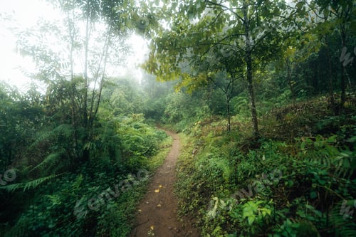 Preview: The path into the dark green and misty forest