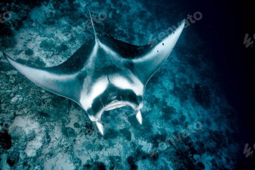 Preview: Manta ray swimming in coral