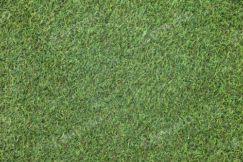 Preview: Lush Green Grass Covering the Ground, Inviting Play and Relaxation in a Sunny Outdoor Space