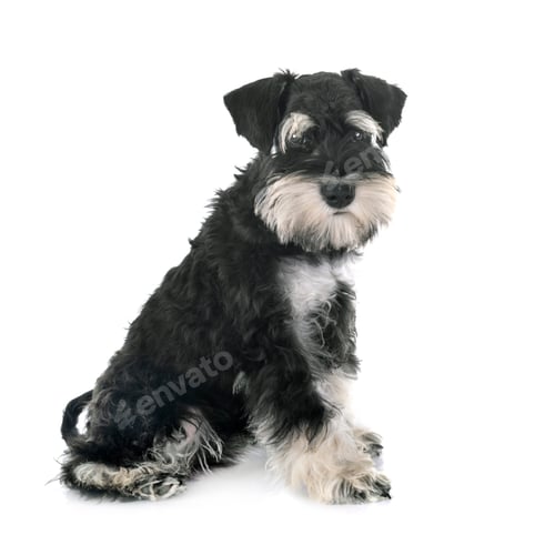 Preview: miniature schnauzer in studio