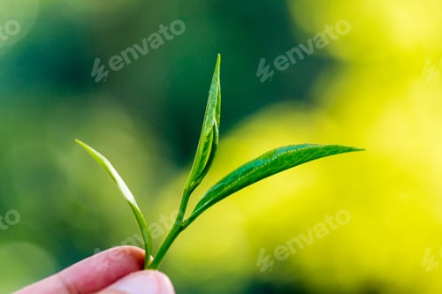 Preview: closeup fresh green tea leaves.