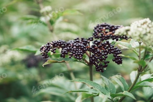 Preview: Clusters fruit black elderberry in garden.