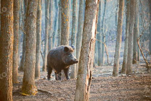Preview: Wild boar, sus scofa