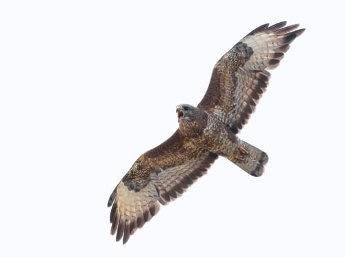 Preview: Common buzzard, Buteo buteo. Bird screaming, calling in flight, white background