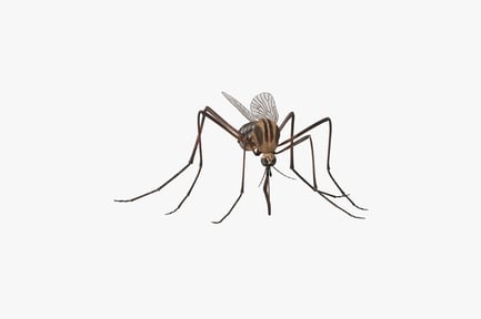 Preview: Aedes Aegypti Mosquito with Proboscis