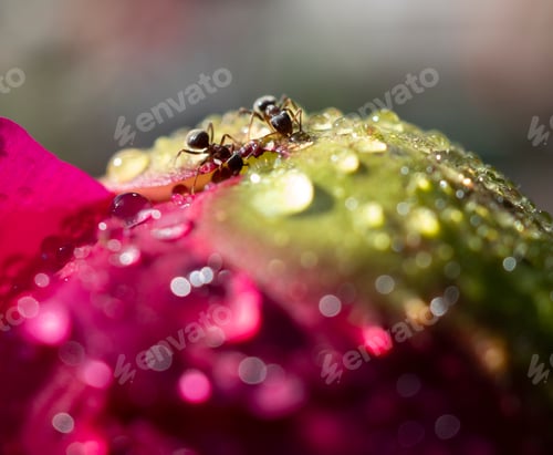 Preview: Blurred background without focus with a red peony on a green background summer background