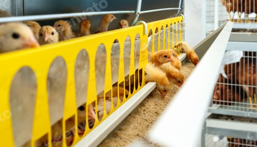 Preview: Iso brown chicks eating food from dispenser in cage in a poultry farm. Layer farm chicks.