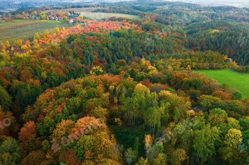 Preview: Autumn colorful trees at sunrise aerial view