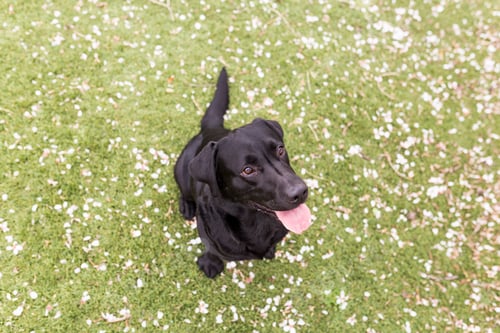 Preview: Happy beautiful black labrador with his tongue hanging out. green background. top view