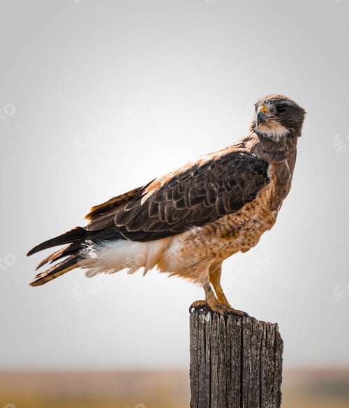Preview: Vertical shot of a Swainson's hawk watching for prey
