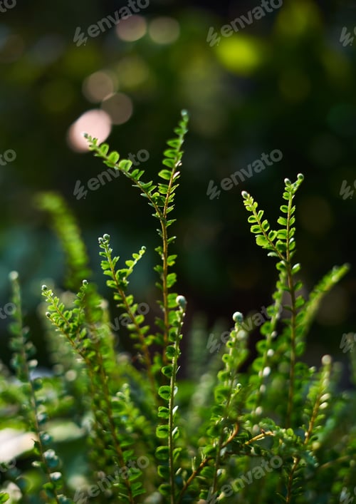 Preview: The green shoot of a little plant
