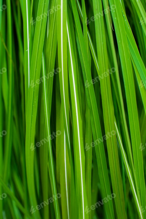 Preview: Beautiful green grass