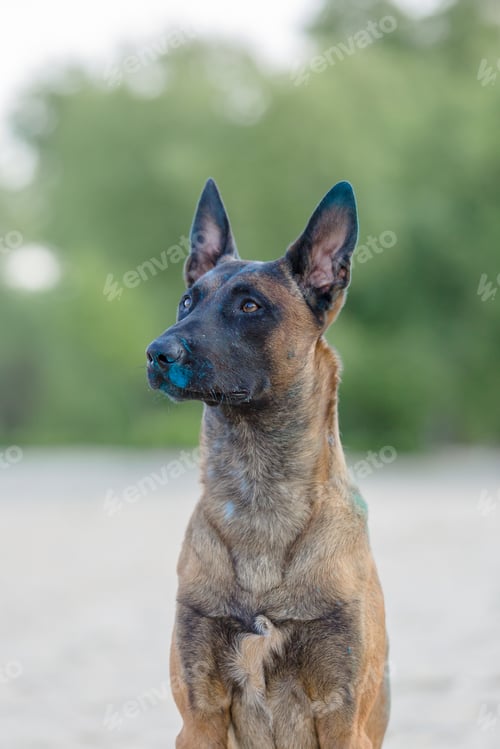 Preview: Belgian Shepherd dog playing on the beach with holi colors. Holi festival. Dog holi photo. Malinois