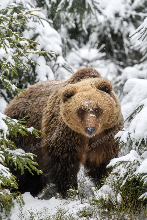 Preview: Close wild big brown bear in winter forest