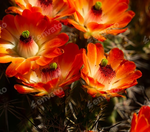 Preview: Bright Orange Cactus Flowers Blooming in Arid Desert