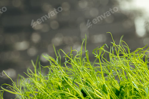 Preview: Micro green close up. Healthy food concept