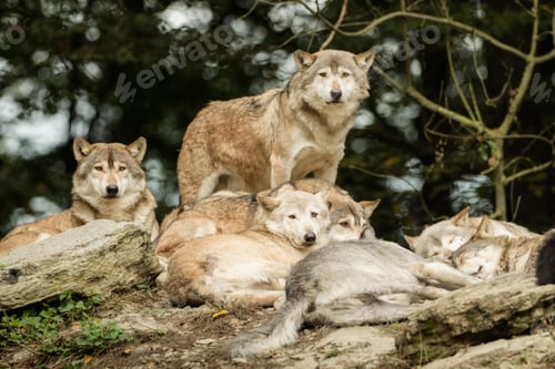Preview: wolf, pack, togetherness, group, wilderness