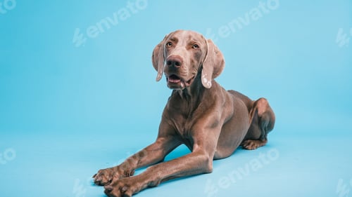 Preview: Weimaraner dog relaxing on blue studio background