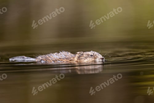 Preview: Close-up of a muskrat swimming in a calm pond with a reflection of its head in the water